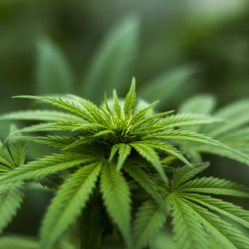 Séance télévisée sur la Loi sur le cannabis