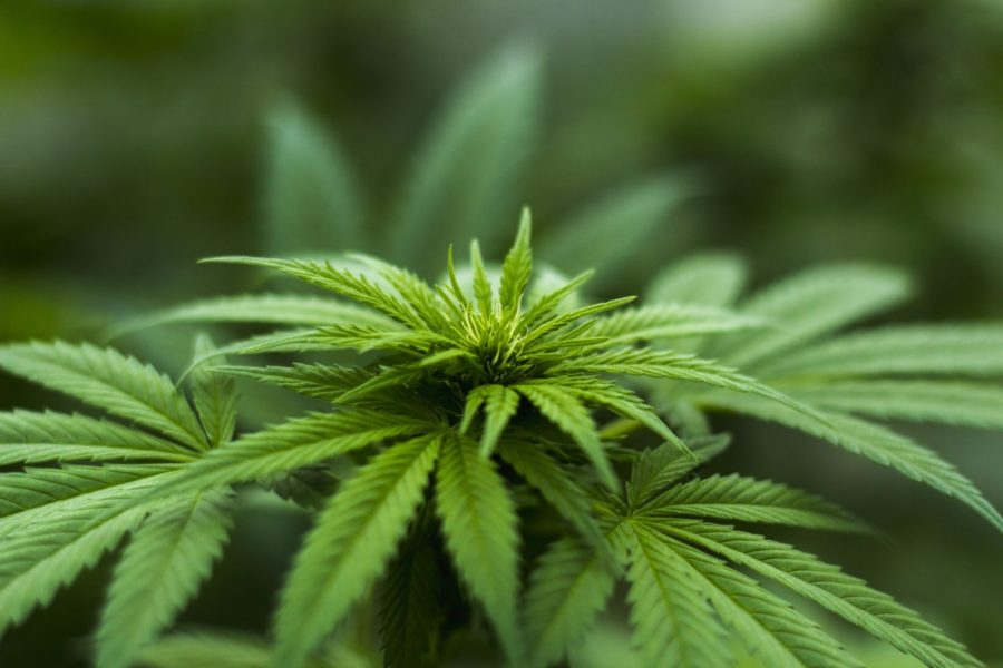 Le projet de loi sur le cannabis passe à la prochaine étape du processus législatif