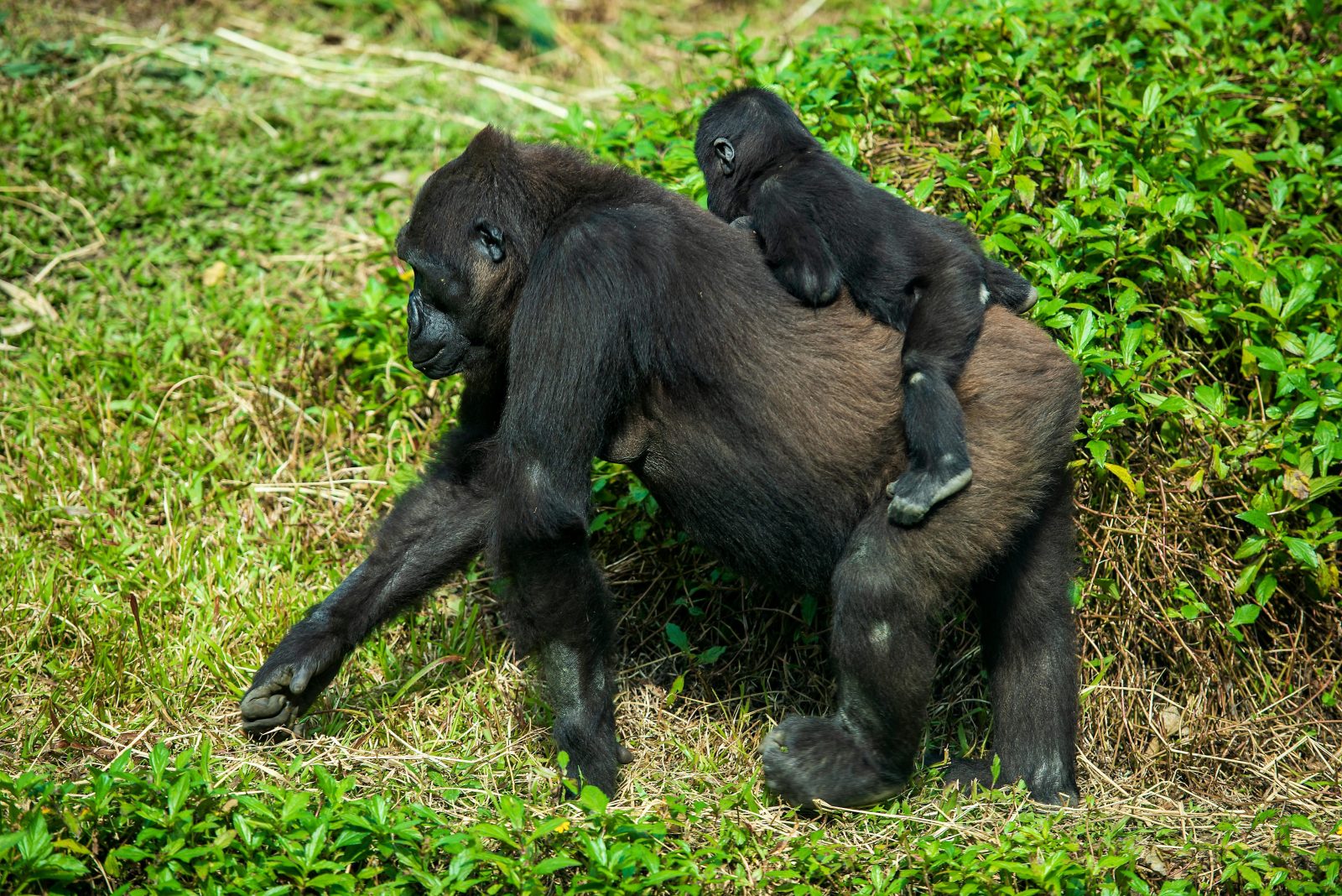 Le Sénat adopte des mesures visant la protection des éléphants et des grands singes